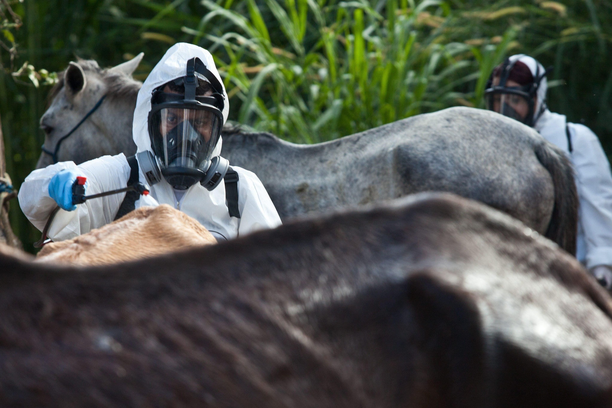Cavalos estão sendo recolhidos pela Prefeitura de Contagem e recebendo banho contra carrapato transmissor da febre maculosa.