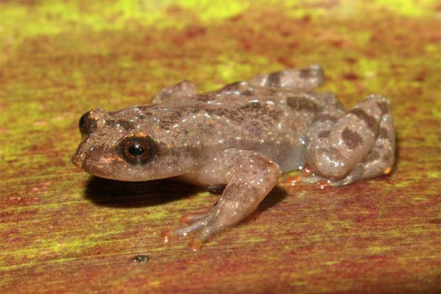 Crossodactylodes serranegra
