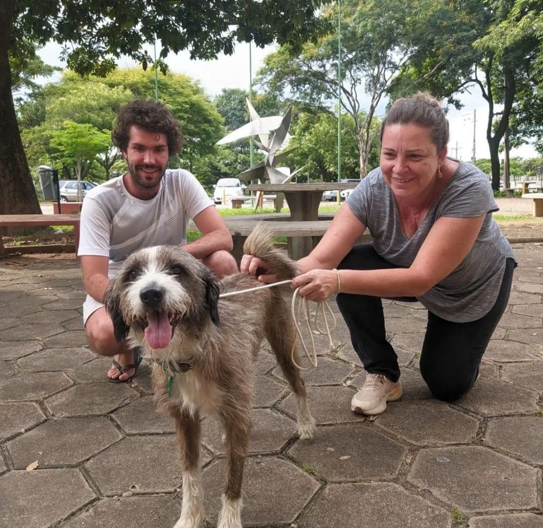 cachorro machado ufmg
