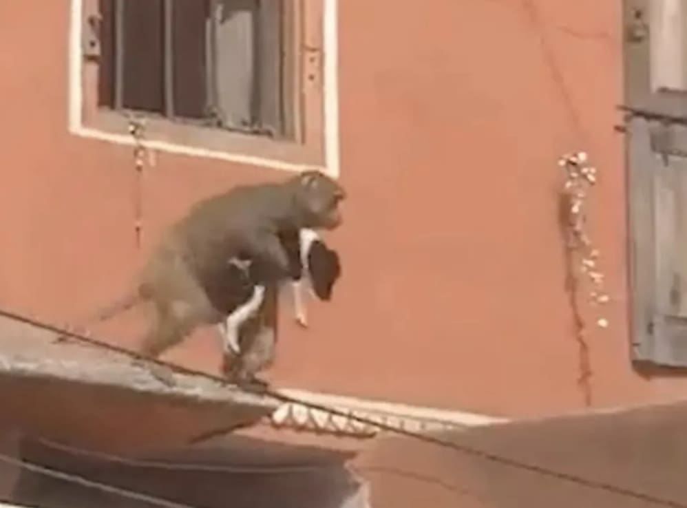 Macaco rouba filhote de cachorro em lugar movimentado na Índia
