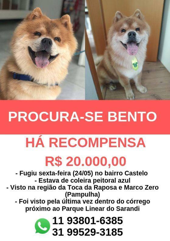 Cão perdido