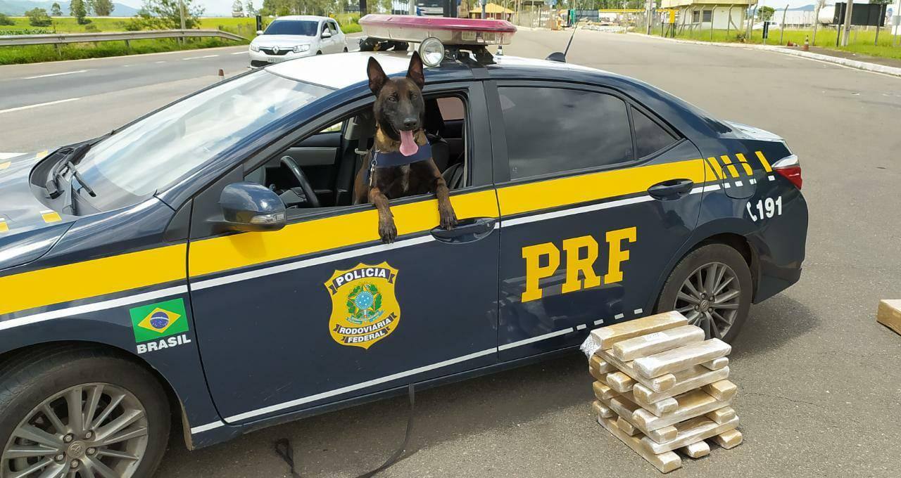 cão farejador PRF