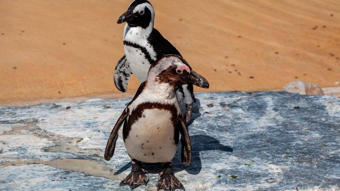 Pinguins