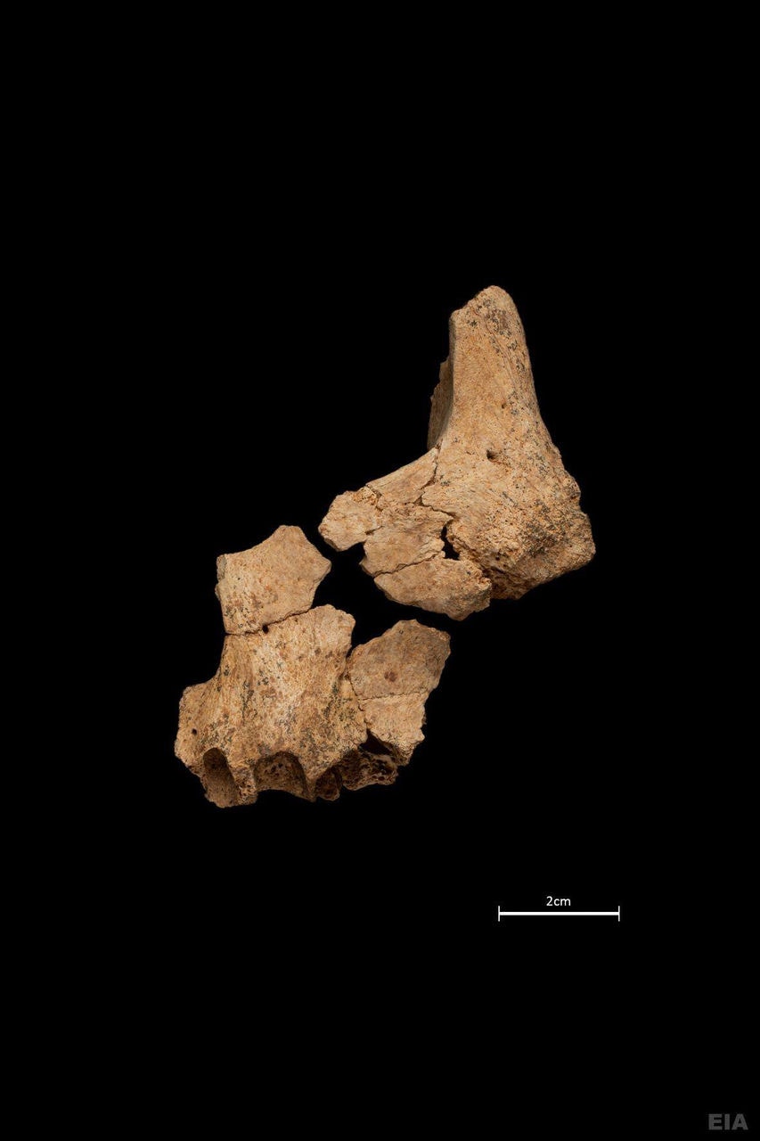 Fóssil de hominídeo pode ser o mais antigo no continente europeu
