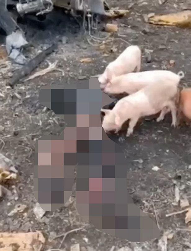 A imagem mostra porcos comendo o que seria seria o corpo de um soldado russo
