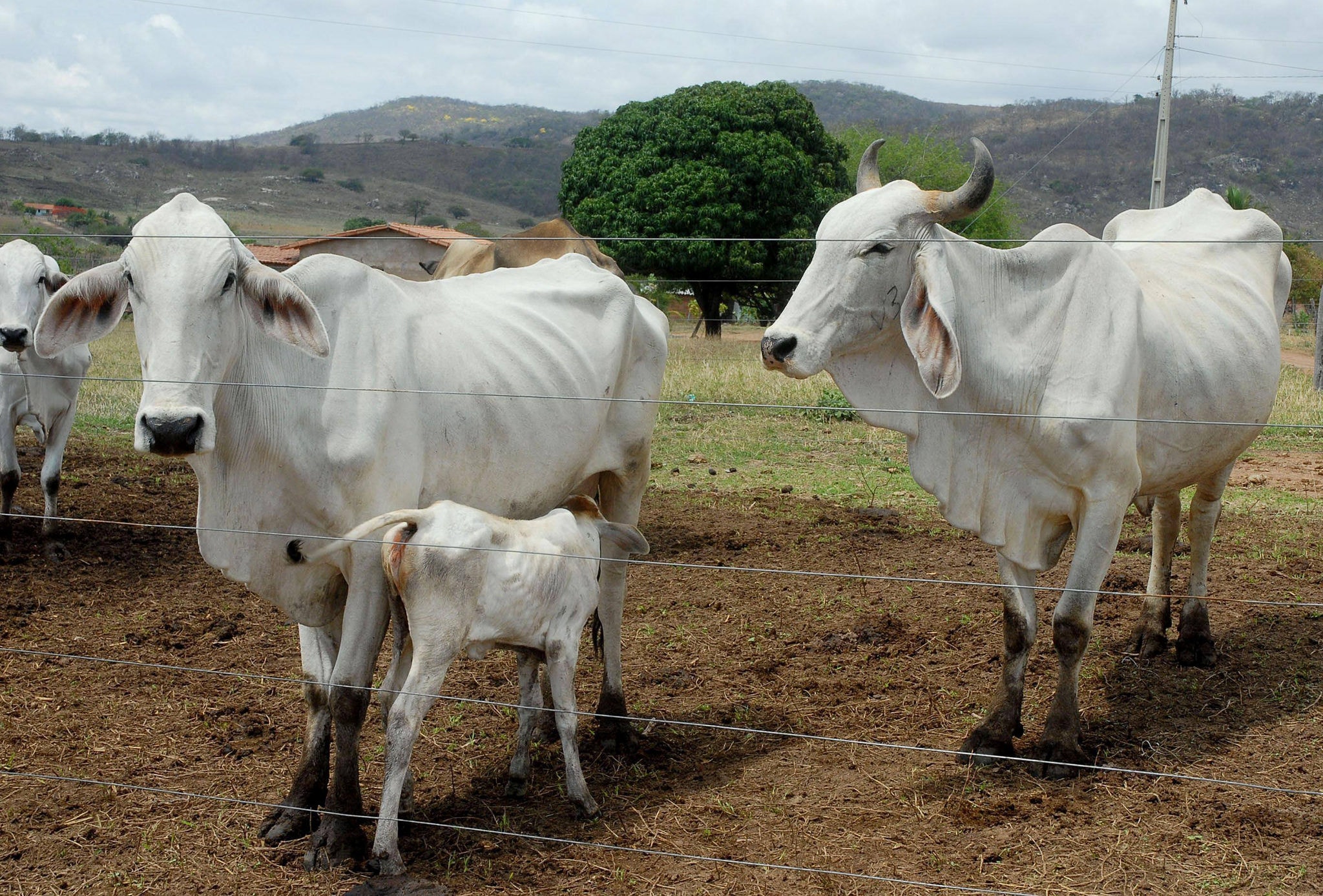 Gado brasileiro em fase de vacinação contra aftosa, que deve imunizar 147 milhões de animais