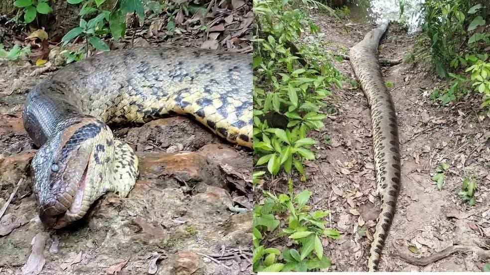 Há suspeita de que a cobra Ana Júlia possa ter sido morta por tiros