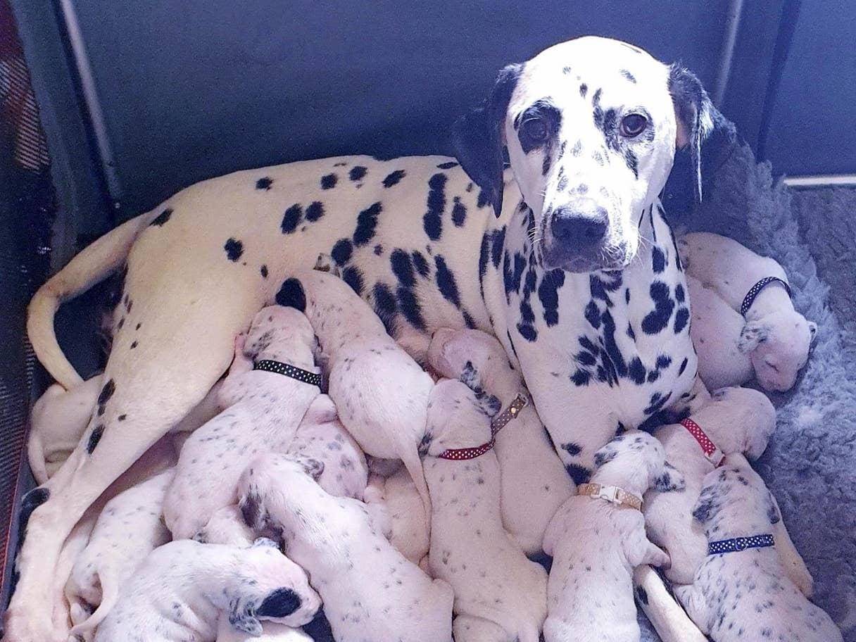 Mamãe Nellie levou 14 horas para dar à luz dez machos e oito fêmeas; todos estão bem