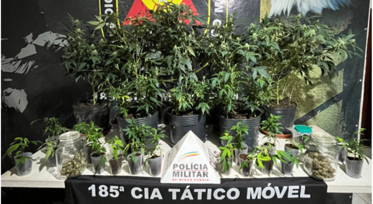 Maconha marroquina era armazenada em estufas pelo suspeito
