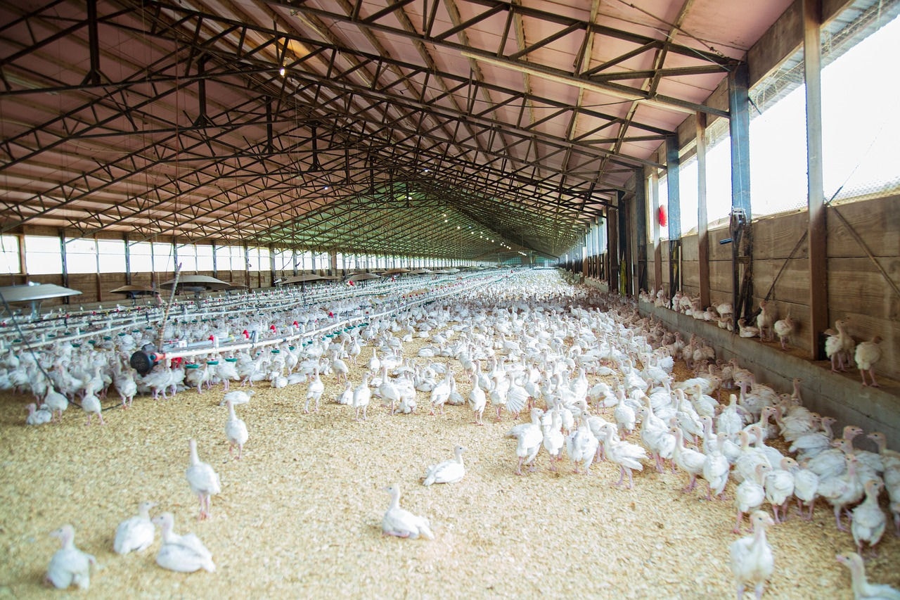 Brasil teve um único caso de gripe aviária confirmado em estabelecimento comercial  