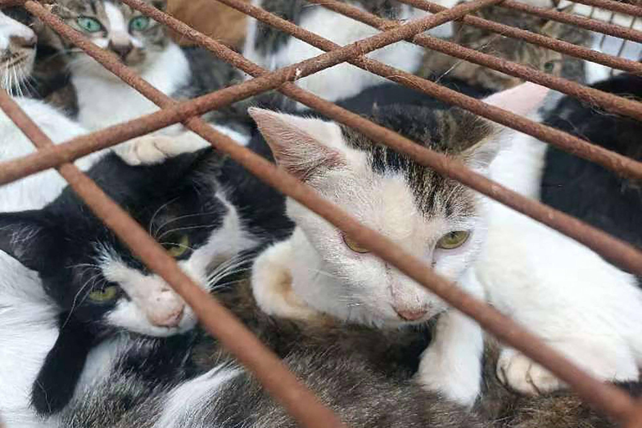 Gatos foram resgatados na China
