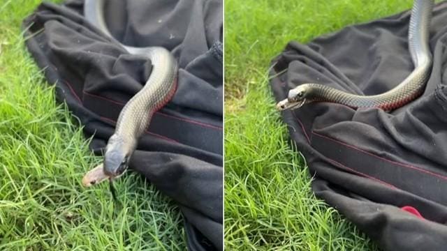 Cobra sai da boca de outra seprente