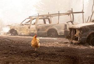 Uma galinha vagueia por entre os restos carbonizados do incêndio em Beachie Creek perto do Departamento Florestal de Oregon