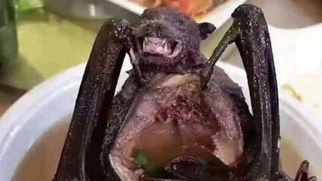 Sopa de Morcego é consumida normalmente na China