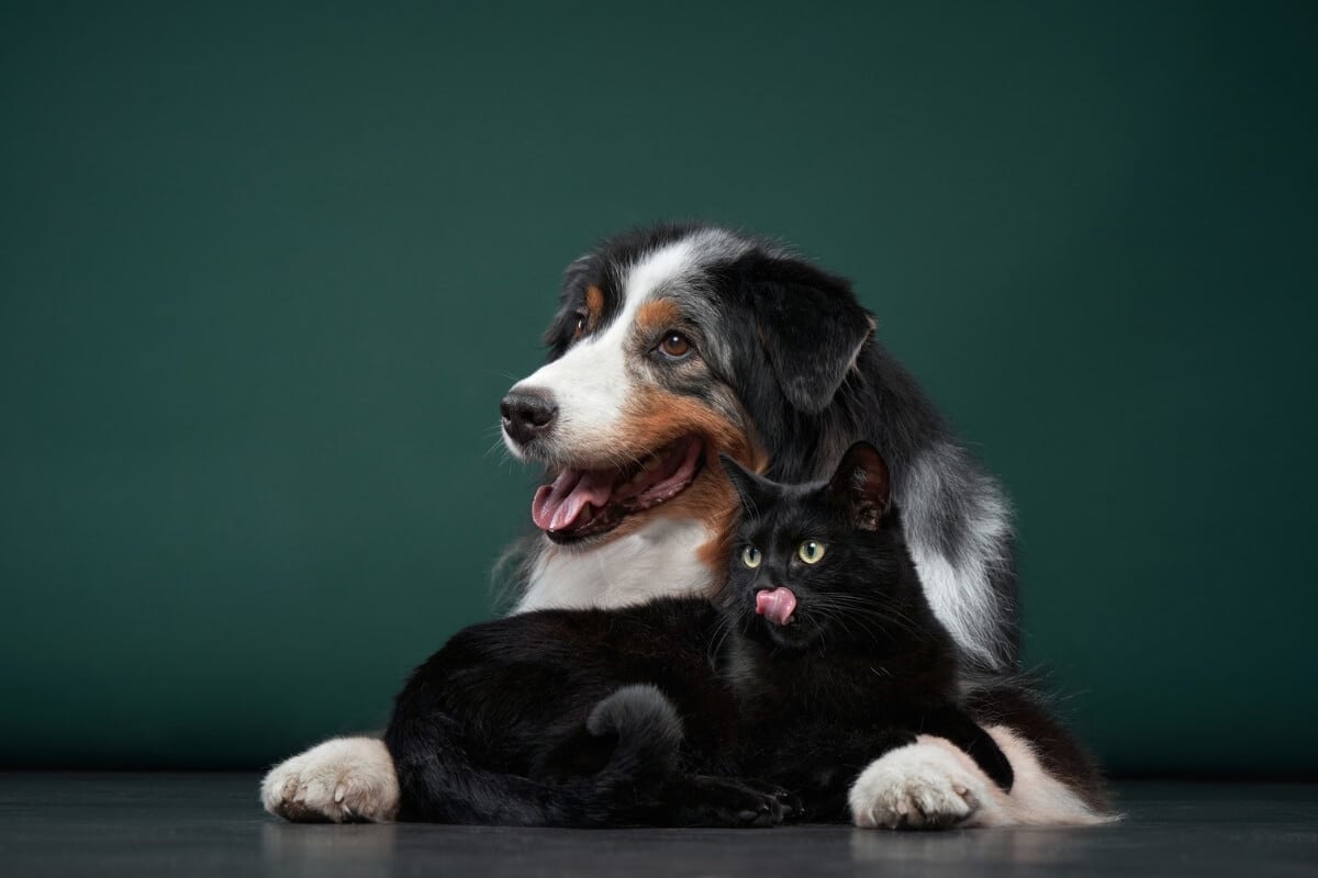 Alguns tipos de sarna podem causar problemas na pele dos pets