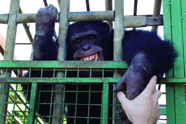 Mideast Lebanon Smoking Chimpanzee