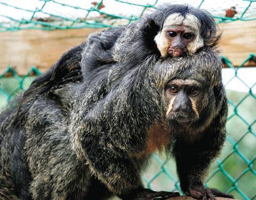 Sucesso Resultado de vacina em macacos traz esperança para o desenvolvimento de medicamento para humanos