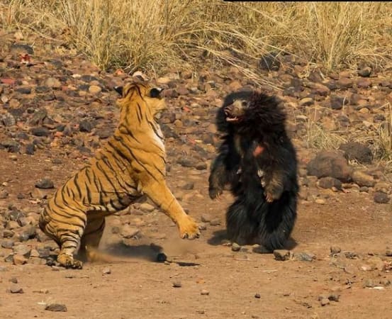 Tigre-de-bengala ataca urso-preguiça