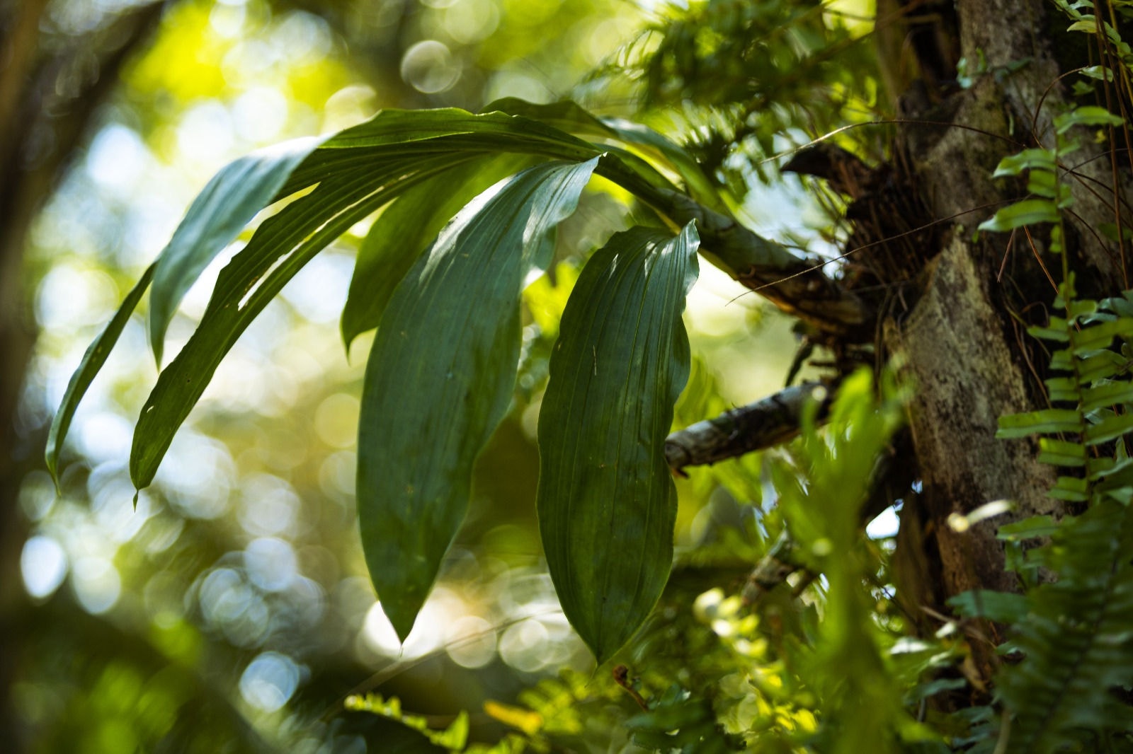 A orquídea Catasetum x inhotimensis, descoberta no Inhotim