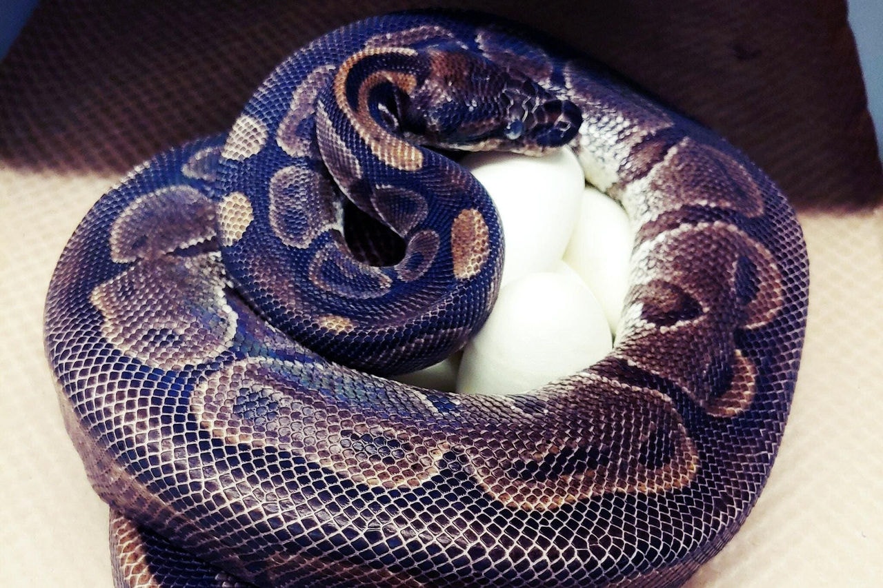 Quando abriram a barriga da cobra avistaram a cabeça da vítima