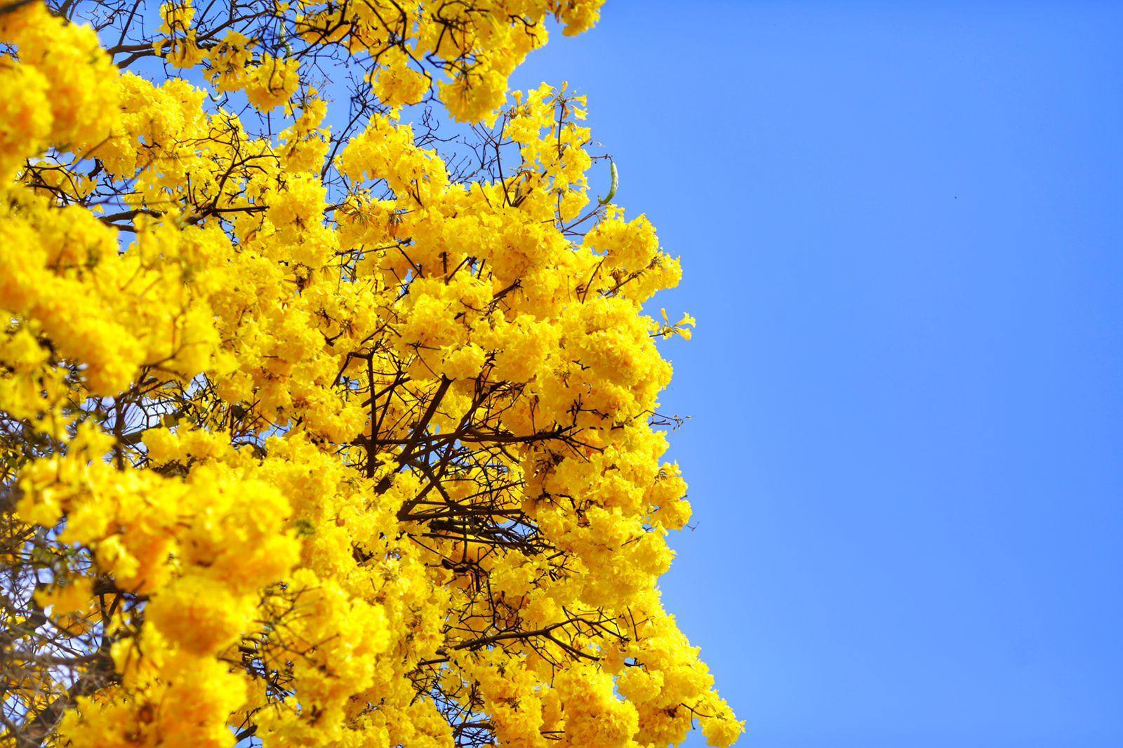 Ipê Amarelo