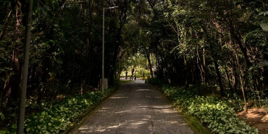 Entre 2019 e 2023, foram plantadas cerca de 74 mil mudas em BH, com perdas de 15% a 20%