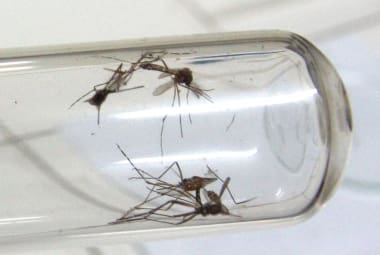 BH registra quase 4.000 novos casos de dengue em uma semana 