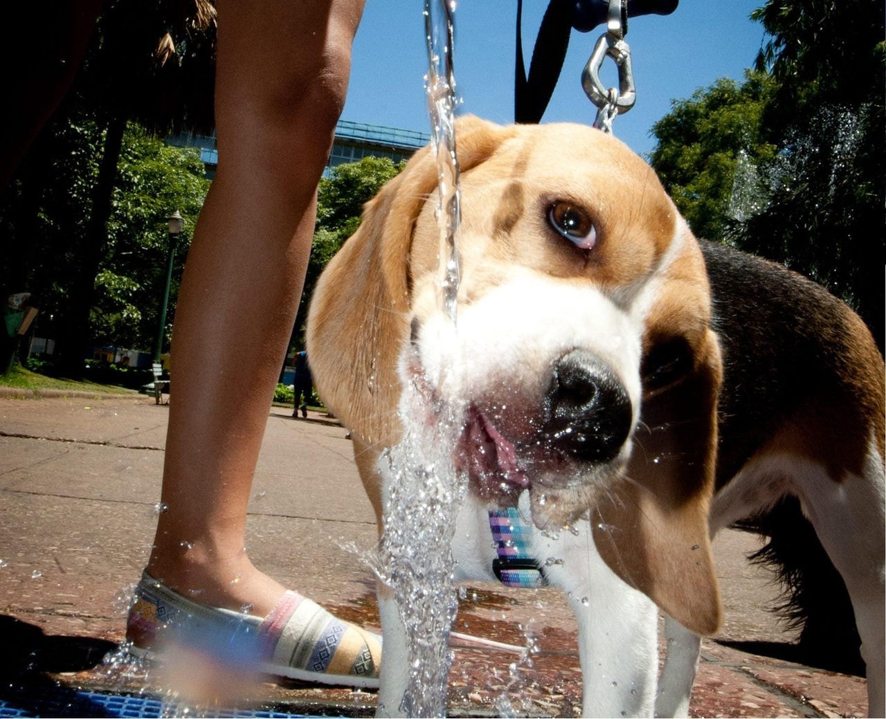 Calor