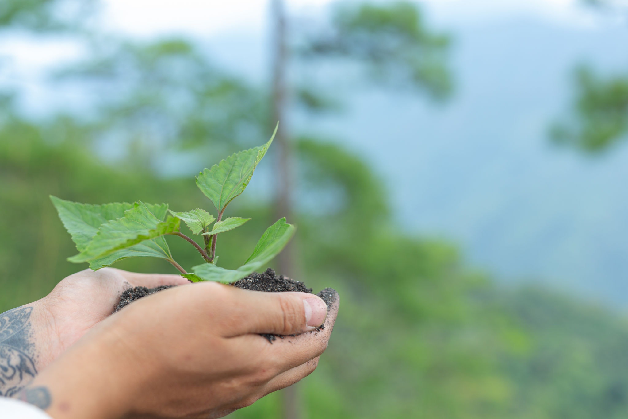 Consumo consciente ajuda a diminuir pegada de carbono