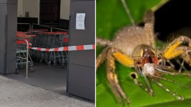 Aranha venenosa supermercado Áustria ereção permanente