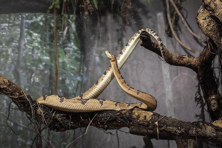 Surucucu-pico-de-jaca é considerada a maior serpente peçonhenta das Américas e a segunda maior do mundo, atrás apenas da cobra-rei