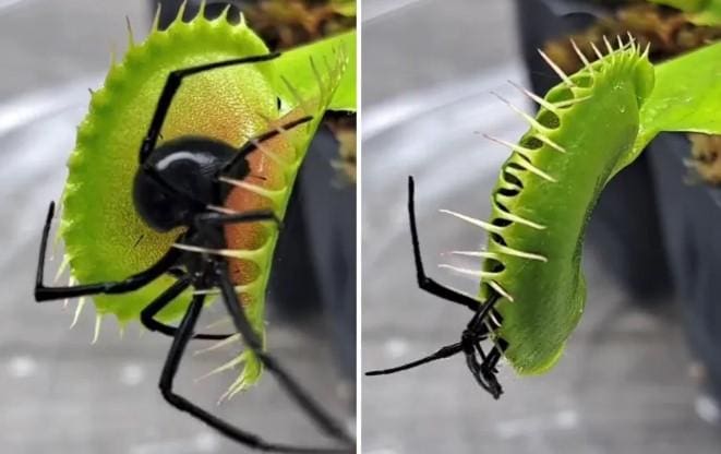 Registro que viralizou no Twitter mostra momento em que aranha é 'abocanhada' por planta carnívora