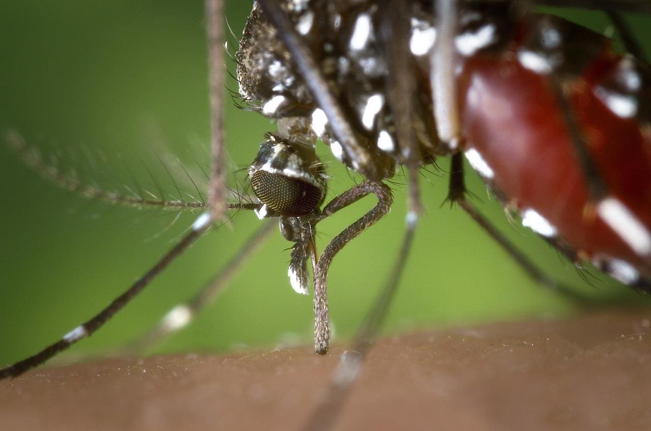 O mosquito Aedes aegypti transmite o vírus da dengue