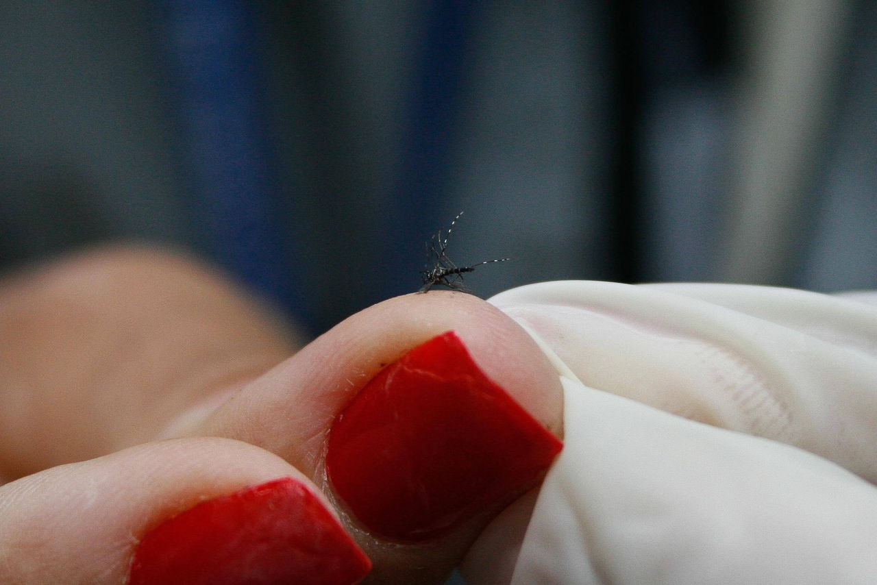 Mosquito da dengue 
