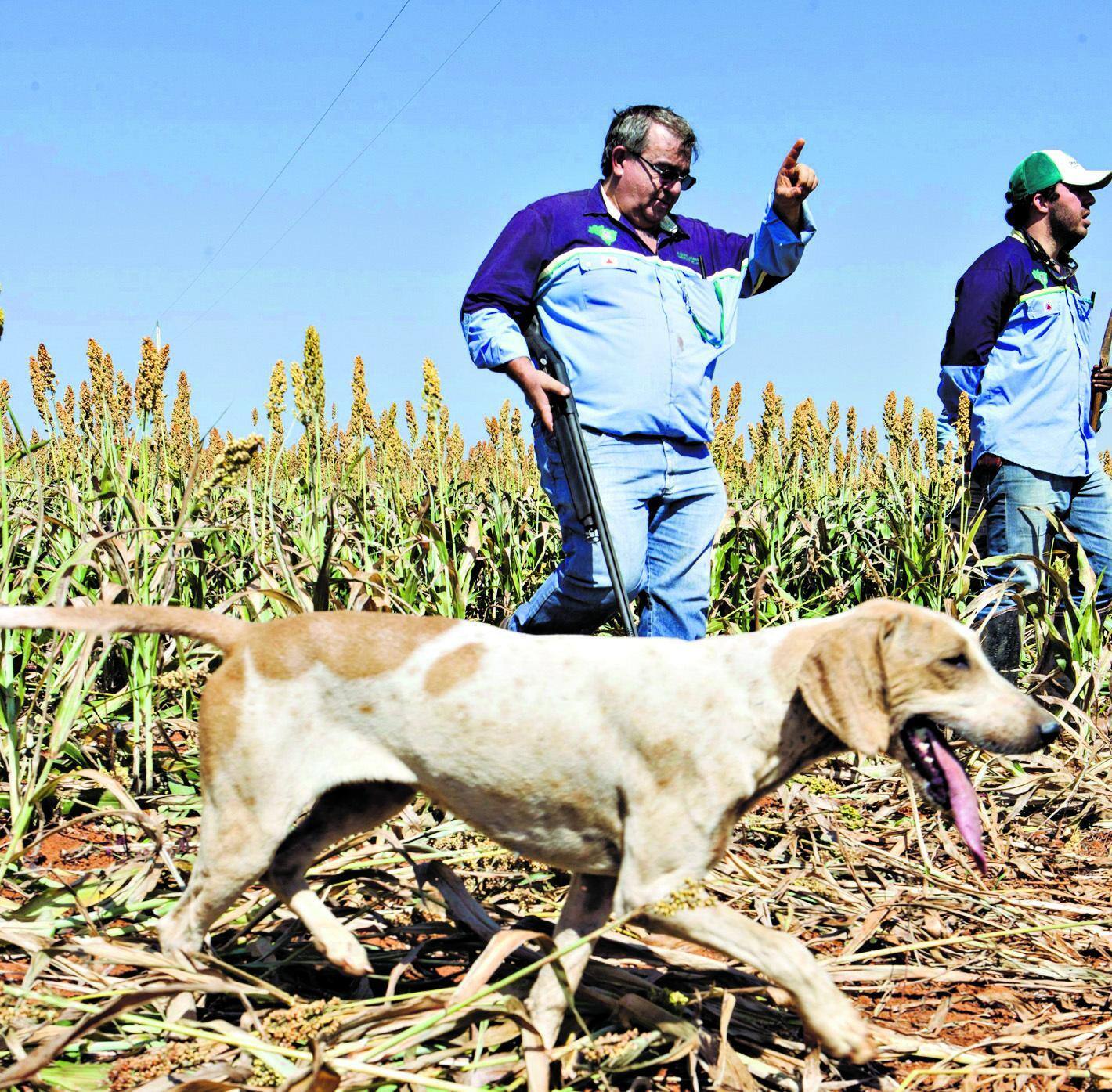 Cães são utilizados por caçadores para a captura de javalis em Araxá, em Minas Gerais