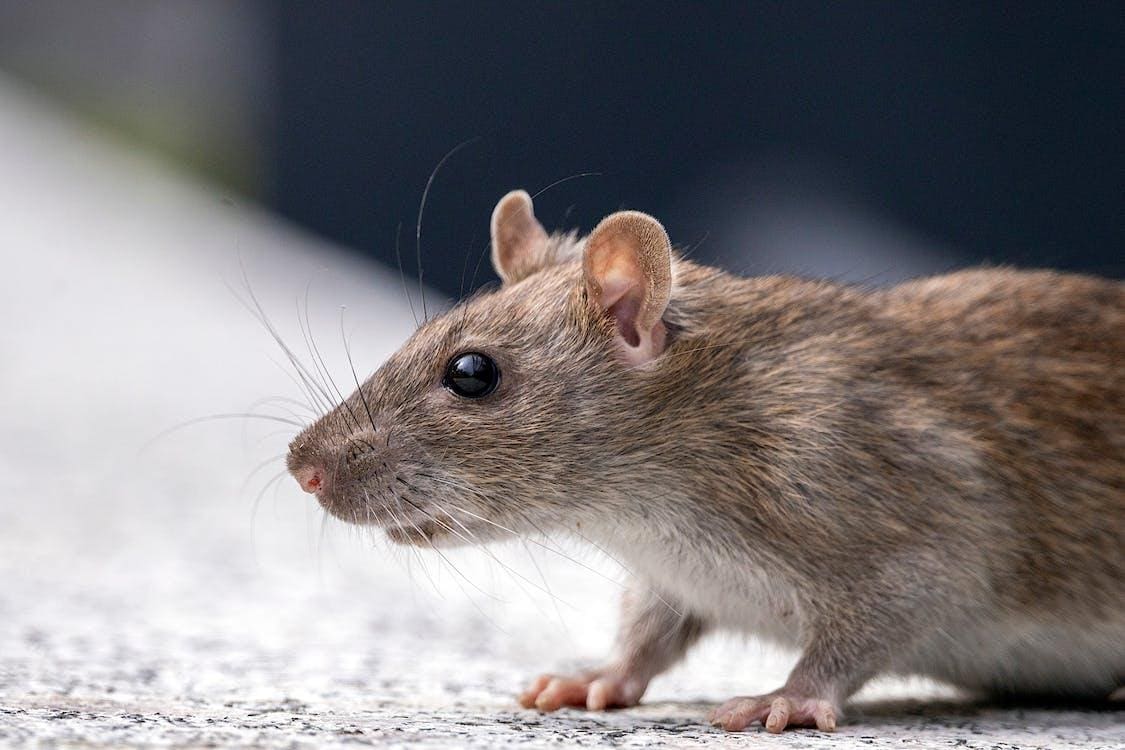 rato