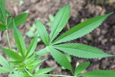Maconha