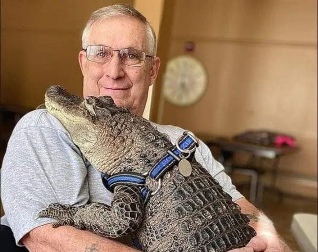 Wally Gator é o jacaré de estimação de Henney