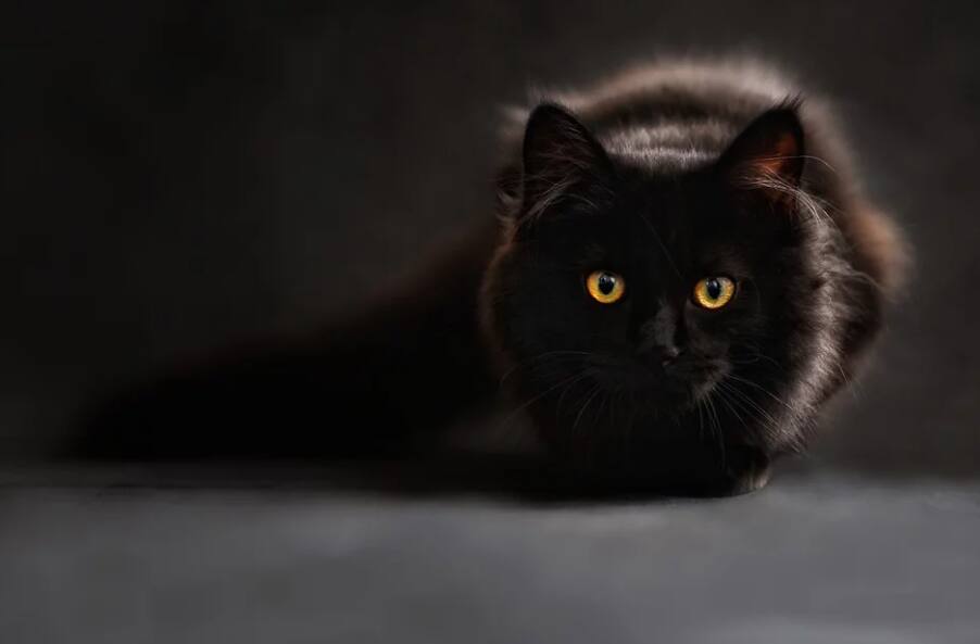 gato