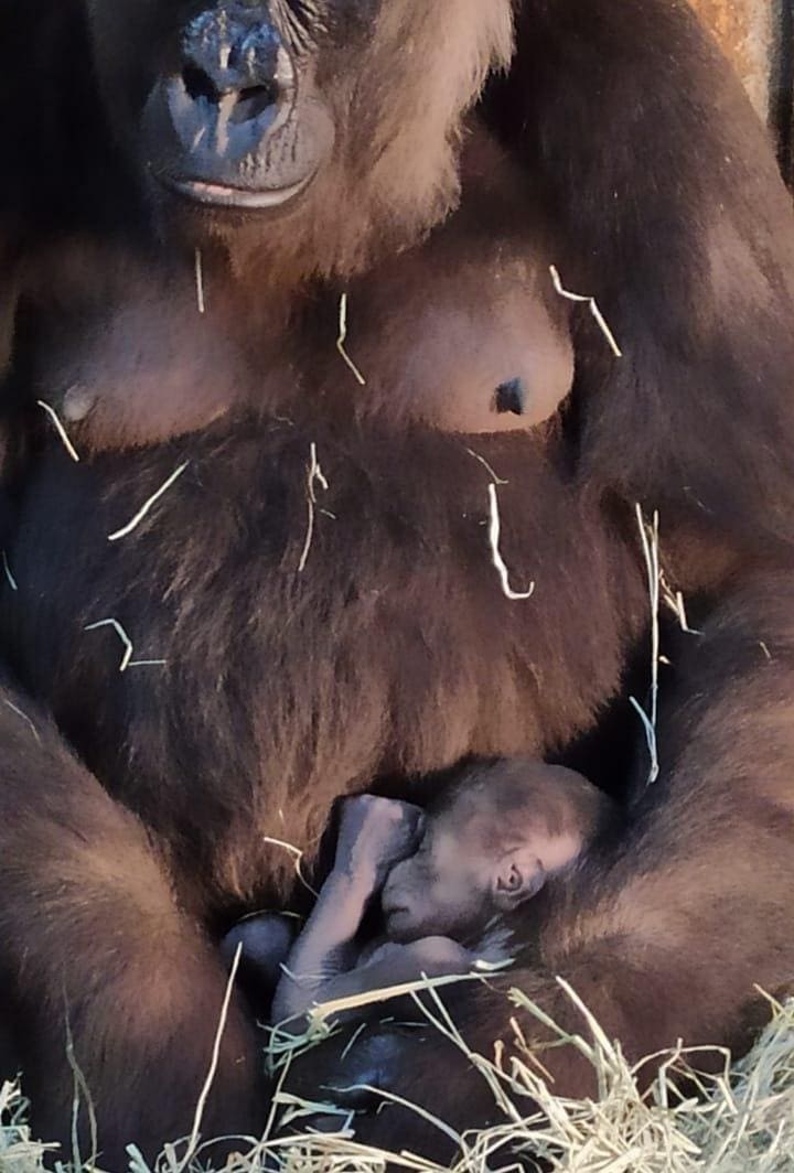 Gorila Imbi morre no zoológico