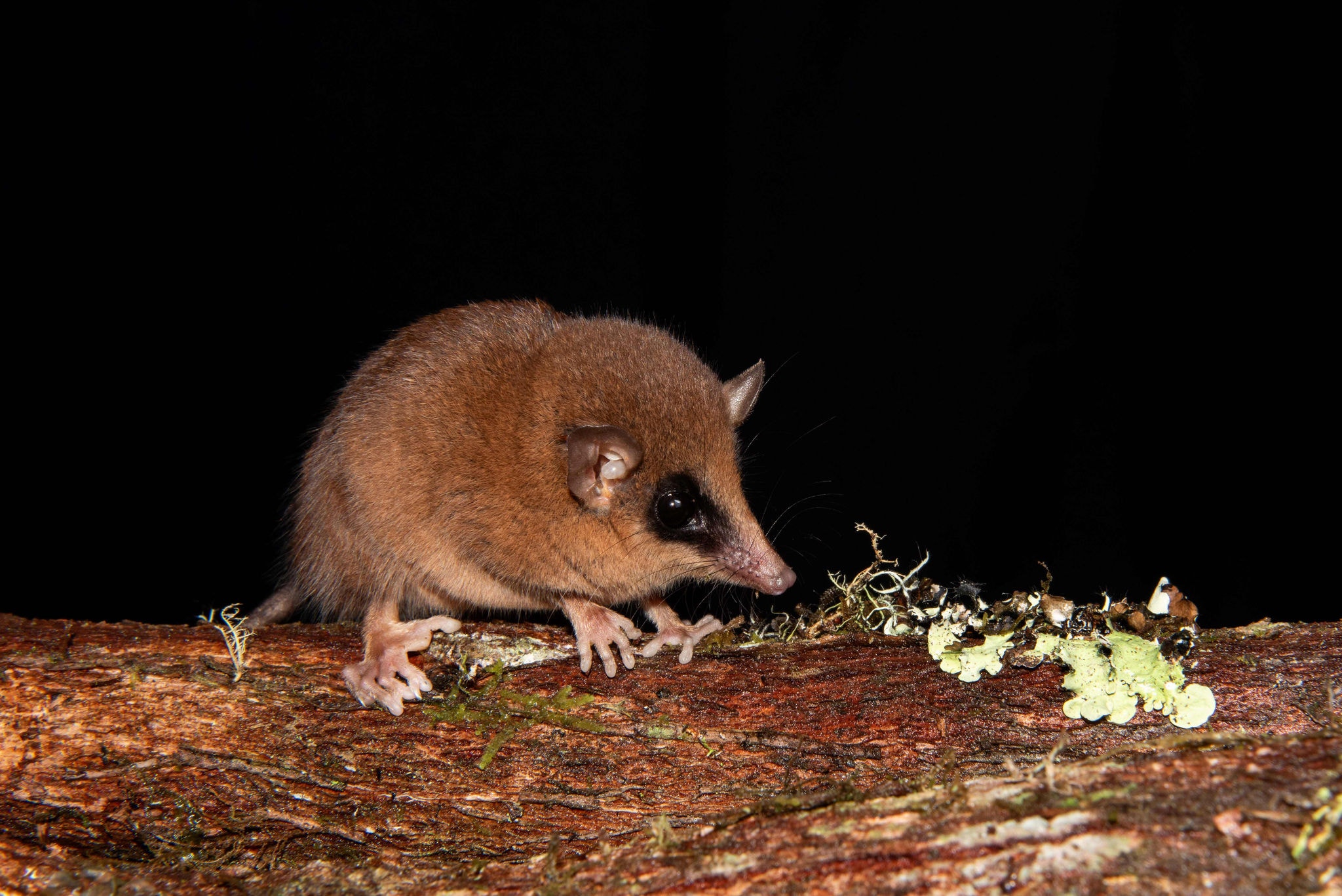 Marmosa chachapoya, marsupial descoberta Parque Nacional do Río Abiseo, na região de San Martín, cerca de 720 km ao nordeste de Lima