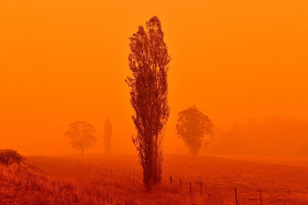 Incêndios na Austrália mataram metade dos coalas do país