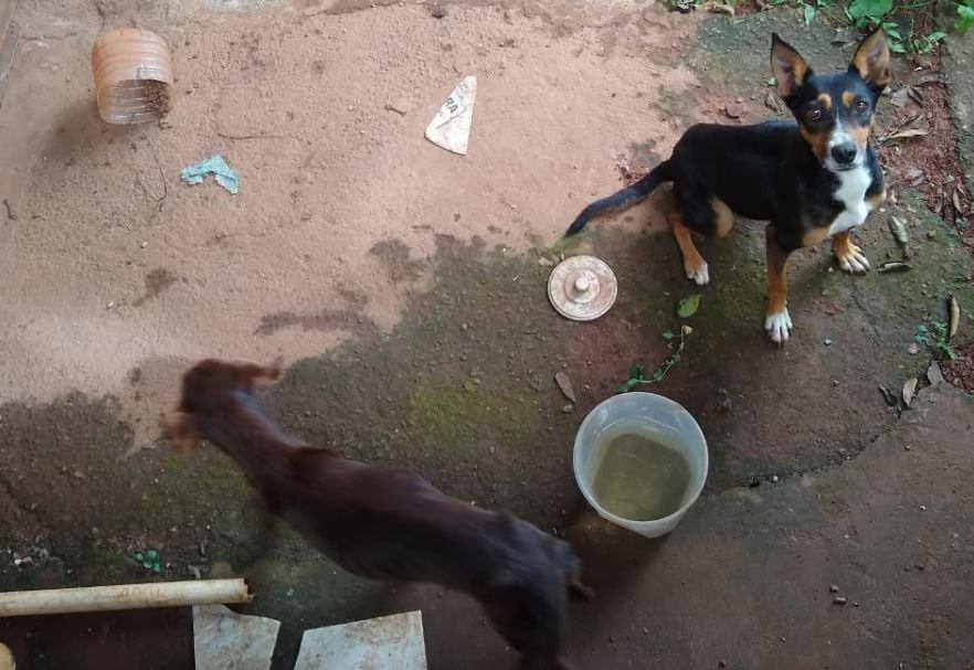 Cães São Joaquim de Bicas