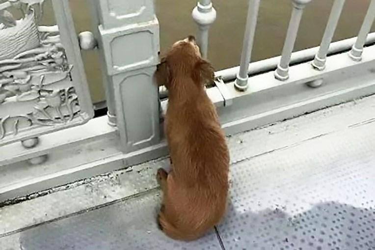 Cachorrinho não deixa ponte enquanto aguarda o dono, que já morreu