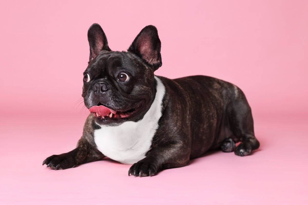 O buldogue francês é um cachorro amigável e afetuoso