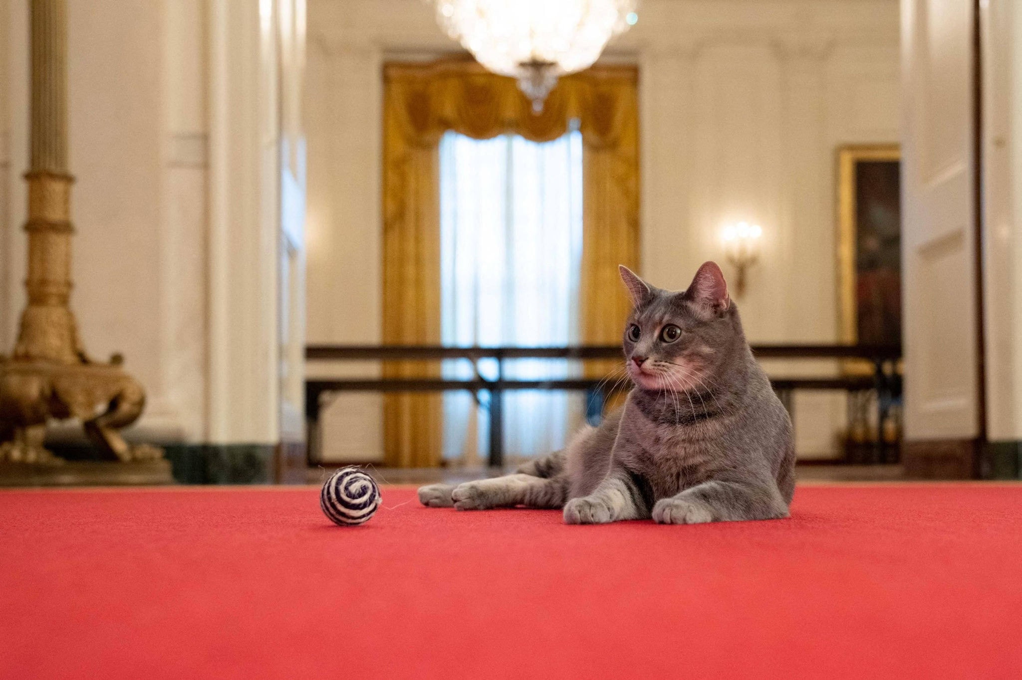 Casal Biden leva gato para Casa Branca