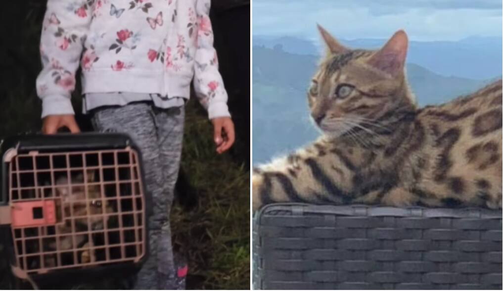Gata resgatada em mata em BHPNG