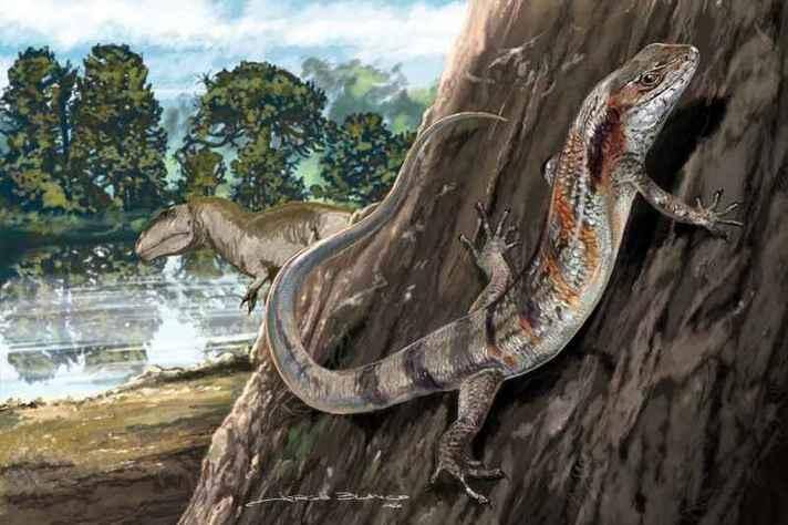 Neokotus sanfranciscanus