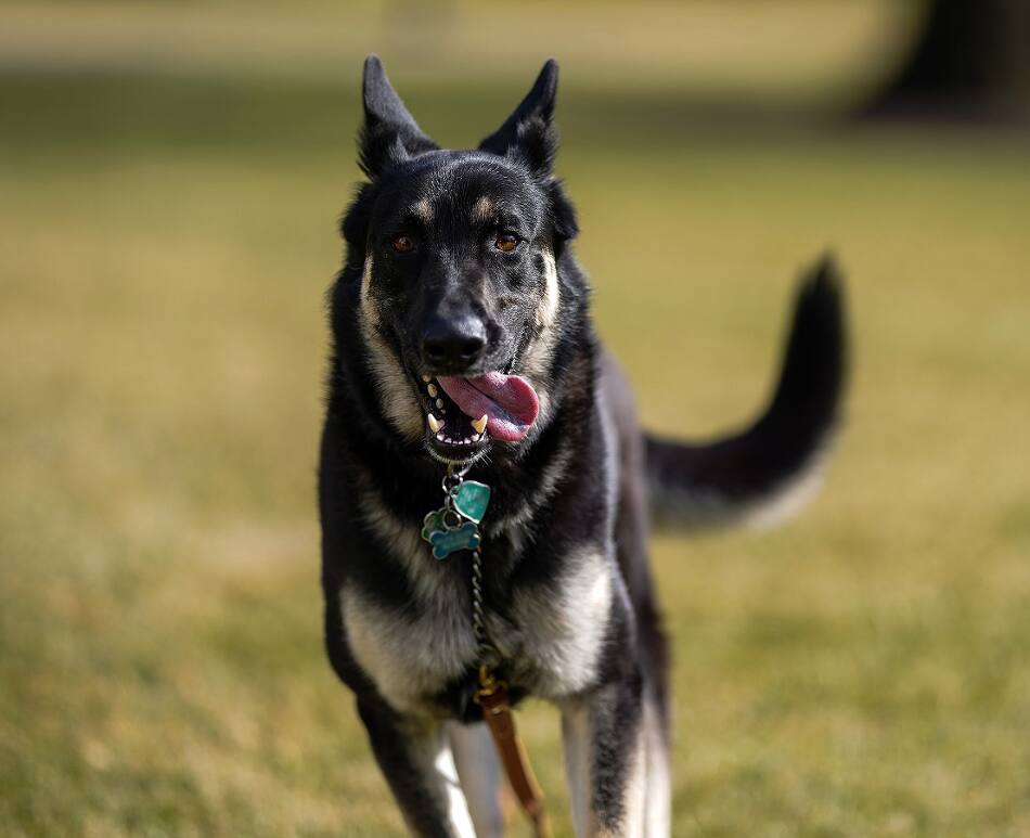 Cão de Joe Biden, Major, já está na casa branca