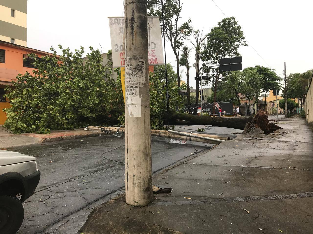 Devido às fortes chuvas desta tarde, árvore cai e derruba poste na rua Mantena, no Bairro Ouro Preto, em Belo Horizonte